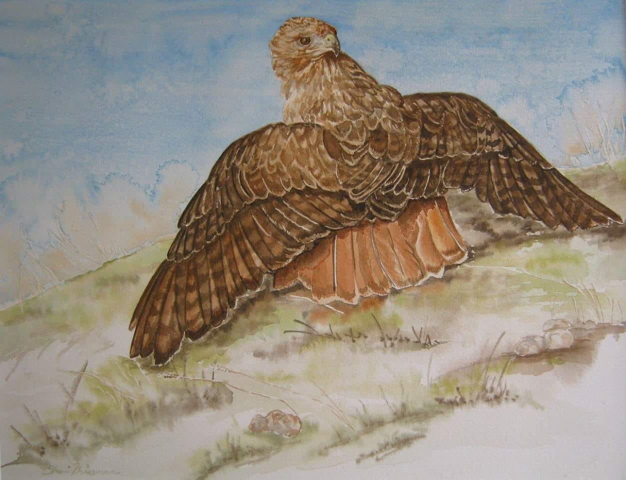 sherri friesman red tailed hawk